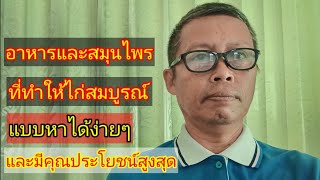 อาหารและสมุนไพร ที่ทำให้ไก่สมบูรณ์ แบบหาได้ง่ายๆ และมีคุณประโยชน์สูงสุด