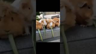 cute puppies eating together 😅 #dog #shorts #entertainment #short