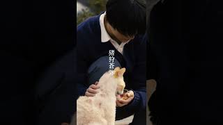 キャラクター紹介映像（新妻編）|  映画『#先生の白い嘘』7月5日 (金) 公開 #猪狩蒼弥 #映画 #おすすめ #fyp #shorts