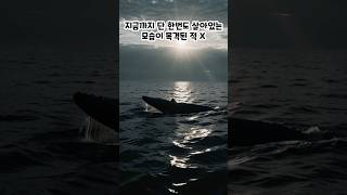 [생물아이] 지금까지 단 한번도 살아있는 모습이 목격된 적이 없는 미지의 고래를 아시나요?