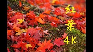 もみじ園 紅葉 【4K】