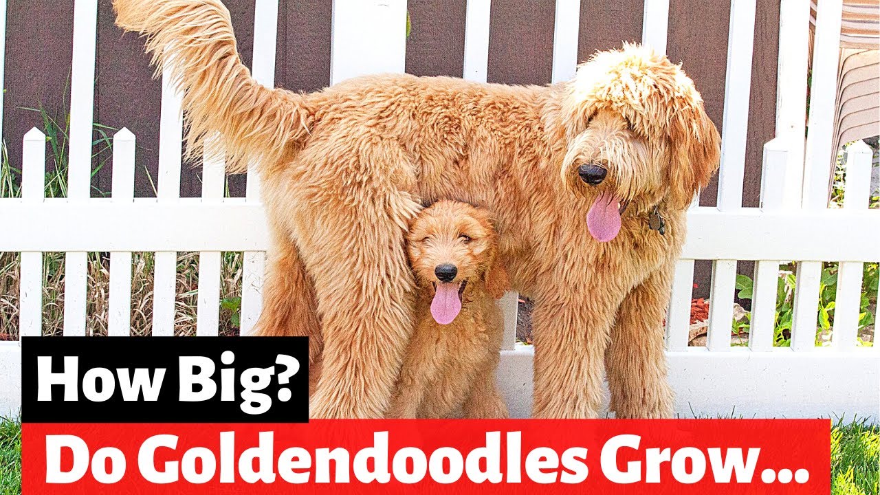 Goldendoodle Size And Weight Guide (Teacup And Toy Including) - YouTube