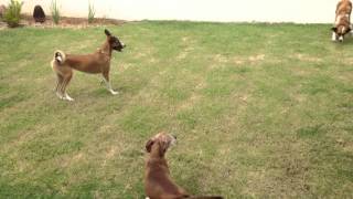 Cachorros brincando no jardim - Big - Laika - Neymar