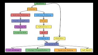 APOPTOSIS & NECROSIS Presentation