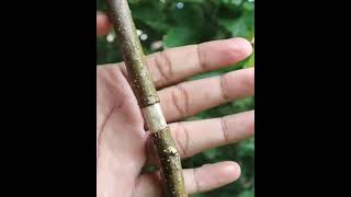 Mulberry rooting