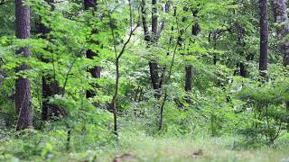 Karuizawa Forest