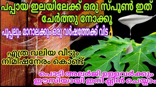 പപ്പായ ഇലയിൽ ഒരു സ്പൂൺ ഇത് ചേർത്ത് ഉപയോഗിച്ച് നോക്കൂ  | പൂപ്പലും മാറാലയും വീടിന്റെ പരിസരത്തെ വരില്ല