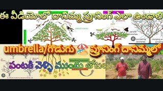 గొడుగు/#umbrella షేప్ కటింగ్/#pruning #దానిమ్మ లో ఎందుకు చేయాలి పంటకు  ముందు వీడియోలో #9550007112