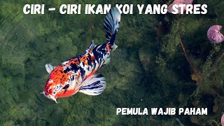 Ciri - Ciri Ikan Koi Yang Stres Dan Penyebabnya