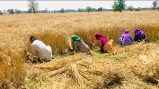 ਤੁਹਾਡੇ ਪਿੰਡ ਕਣਕ ਦੀ ਹੱਥੀਂ ਵਾਢੀ ਹੁੰਦੀ ਆ । harvested manually in your village.