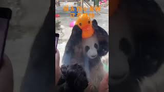 灵岩是温暖和搞笑集一体的暖心熊宝＃灵岩＃熊猫#panda#pandalife#pandaeating #cuteanimals