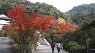 「11月の京都見てある記」 ⑤  三室戸寺・見頃の紅葉（11月17日）