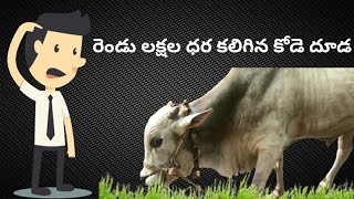 Ongole bulls || రెండు లక్షల ధర కలిగిన కోడె దూడ ఎలా ఉందో చూడండి || Top quality Ongole breed bull