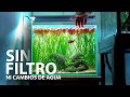 Acuario Natural: Sin Filtro, Sin Cambios de Agua y Agua Cristalina