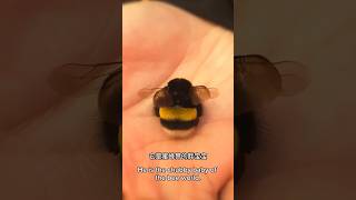 The chubby baby of the bee world: the bumblebee. 蜜蜂界的胖寶寶 熊蜂