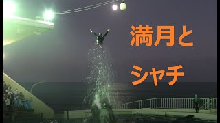 【鴨シー】シャチショー　満月の夜　シャチが飛ぶ　2021年9月19日18：00～