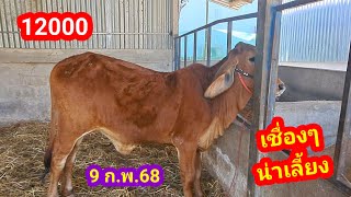 เปิดราคาวัว/9ก.พ.68/บ่าวตึ๋ง 080-188-5110