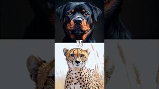 Dogs vs Big Cats