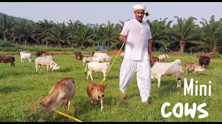 Miniature Punganur Cows world's | All Cows Below 2 feet Height only 😍