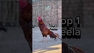 Top 5 Best Aseel Roosters #aseels #viral #shorts #aseelmurga