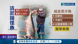 成吉思汗魚入侵公園！水池清淤後小魚.烏龜不見 用吊車撈起驚見150公分60公斤巨大怪魚 性格兇猛屬於\