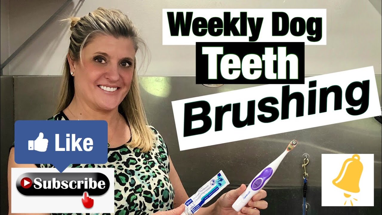 Dog Show Grooming Teeth Brushing Youtube