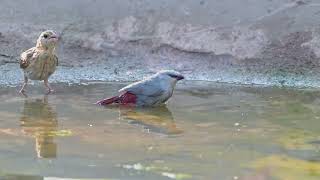 Lavender Waxbill (Glaucestrilda caerulescens) drinking \u0026 bathing - E Killy (Gambia) 26-11-2024