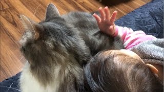 距離感ゼロの猫 ノルウェージャンフォレストキャットとラガマフィンZero sense of distance.  Norwegian Forest Cat.Ragamuffin.