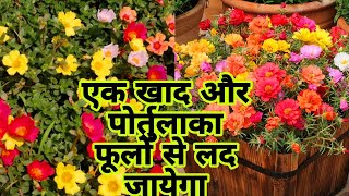 पोर्तुलका या मॉस रोज़ में डालें ये एक खाद और पाएं फूल ही फूल | How to Care \u0026 Fertilizes Moss Rose |