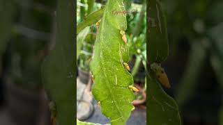 Many buds on the Golden Yellow Epiphyllum. Dec 2022