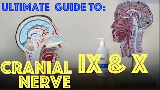 Glossopharyngeal \u0026 Vagus Nerve Explained - Guide to Cranial Nerves IX and X - Dr Gill