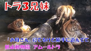 「お母さん、寝てるけど勝手に遊んでて」（旭山動物園　アムールトラのザリアと３兄妹）