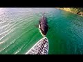 Killer Whale Tries to Bite Surfboard