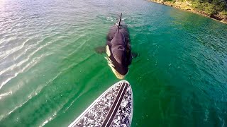 Killer Whale Tries to Bite Surfboard