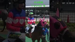 木之前葵　ﾌﾞﾙｰｵｰｷｯﾄﾞ号　パドック風景② 20220610名古屋競馬場6R