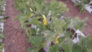 Picking zucchini in an Australian farm