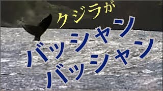 【散策】間近過ぎるザトウクジラ！ホエールウォッチング【小笠原諸島父島世界遺産の旅】