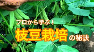 【農家直伝】枝豆の栽培　タネのハシモト