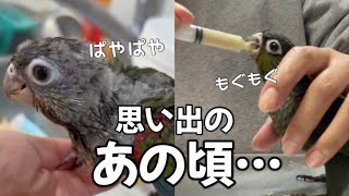 ウロコインコの愛おしすぎるさし餌【クセがすごい🍅】アカハラウロコインコ|conure|挿し餌