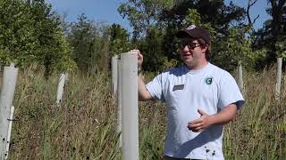 Did You Know: Tree Tubes (Audio Description)