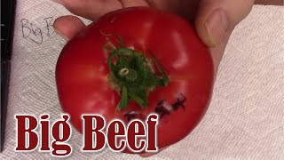 Tomato Review:  Big Beef (Hybrid)