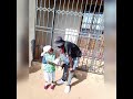 Ndinoshamiswa kwazvo______Mugodhi Afc songs.