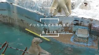 お別れまであと33日・イッちゃんは天王寺動物園を離れます🐻‍❄️朝いちばんから白菜のおやつ The mother leaves here. The daughter will be alone.