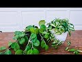 REPOTTING HOYA PLANTS: HOW, WHEN & THE MIX TO USE /JOY US GARDEN