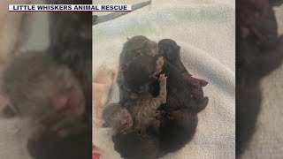 Five kittens born conjoined in Arizona | FOX 10 News