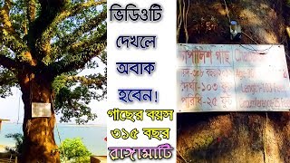 যে গাছটি বাংলাদেশের সবচেয়ে বয়স্ক গাছ,গাছের বয়স 315 বছর,চাপালিস গাছ,রাঙ্গামাটি