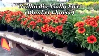 Best Perennials - Gaillardia Gallo Fire (Blanket Flower)