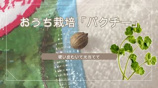 【香草】パクチー ～硬い皮をむいて発芽率アップ～