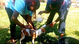 African village life /Washing our dog step by step in an African village