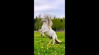 Funny Horses Show Strength Try Not To Laugh It's Really Strongest Horse Funny Video 2022 # 61